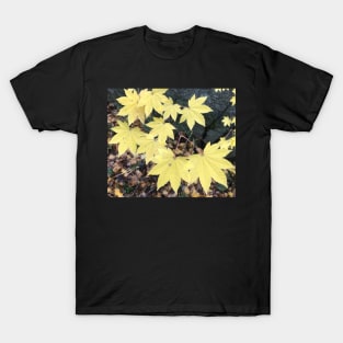 Fall is Here Now T-Shirt